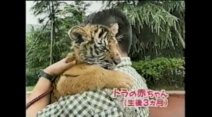 虎が大きくなったり小さくなったりする催眠術3